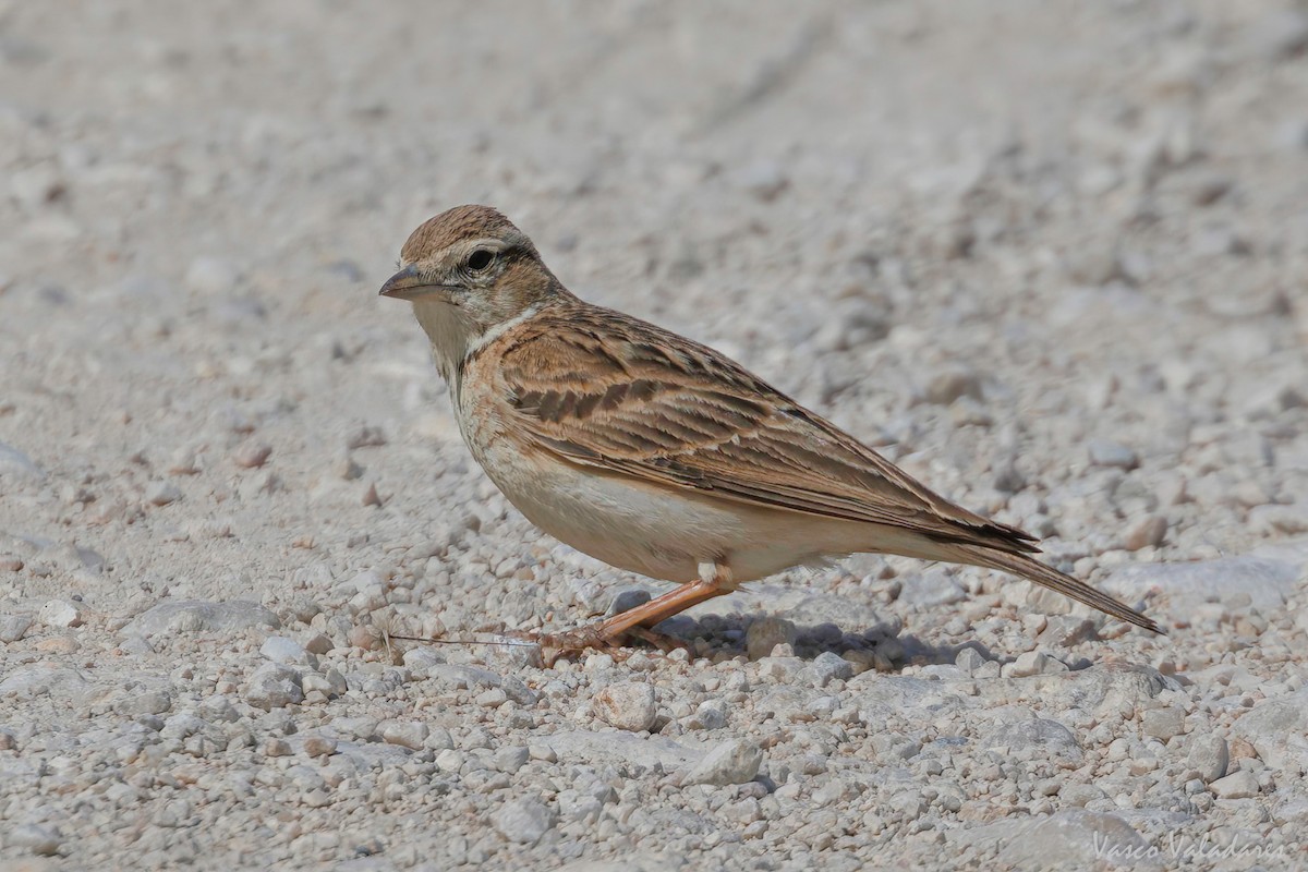 Greater Short-toed Lark - ML618555265