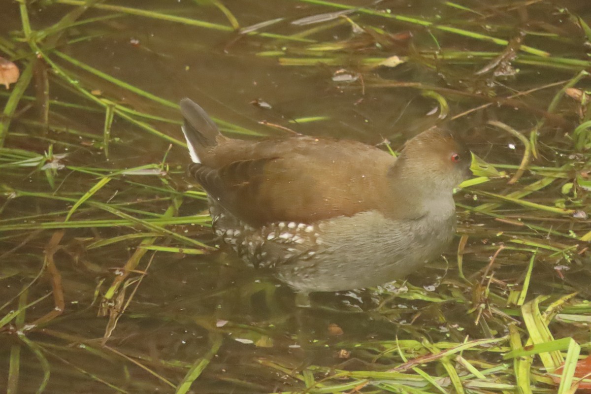 Spot-flanked Gallinule - ML618555270