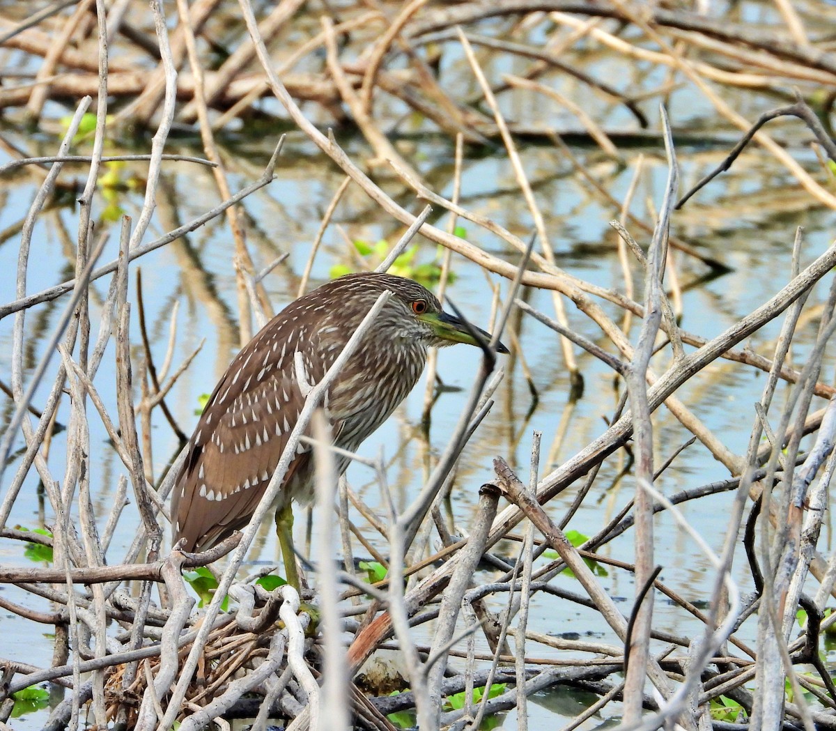 Black-crowned Night Heron - ML618555272