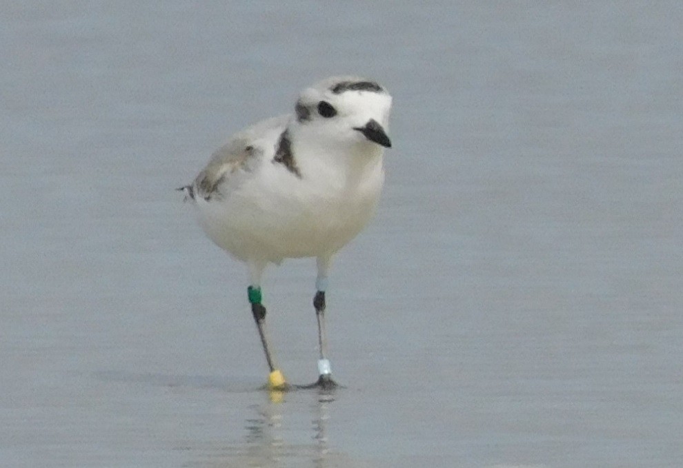 Snowy Plover - ML618555293