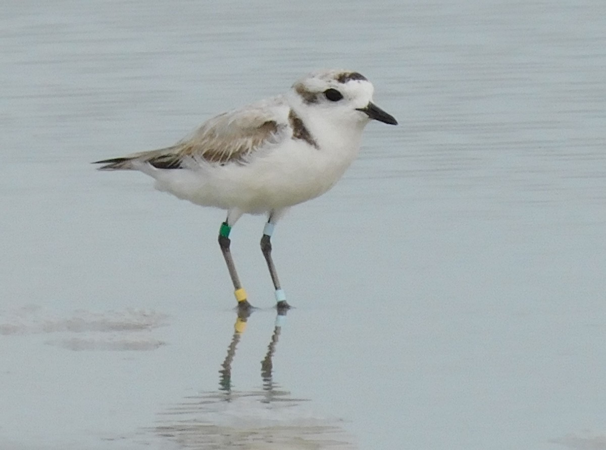 Snowy Plover - Kathy Rhodes