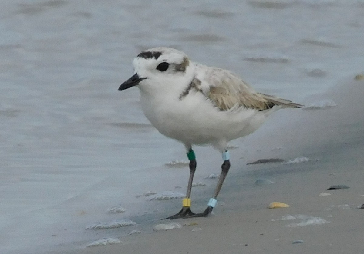 Snowy Plover - ML618555295