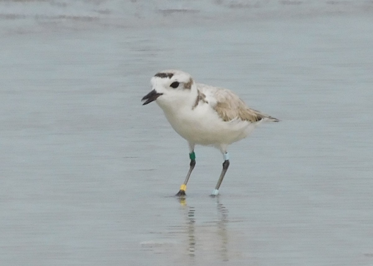 Snowy Plover - ML618555296