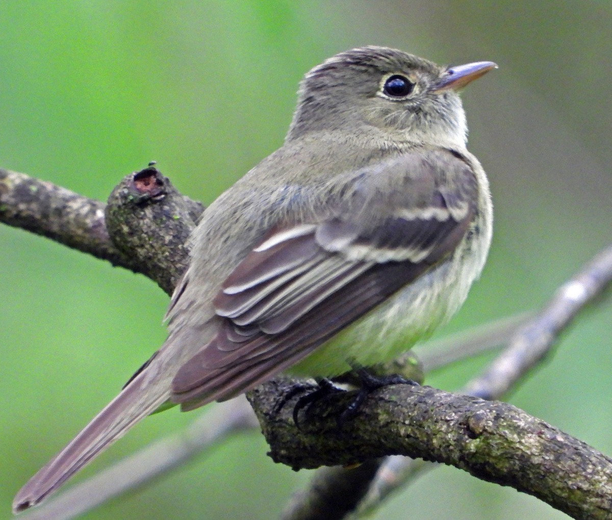 Acadian Flycatcher - ML618555303