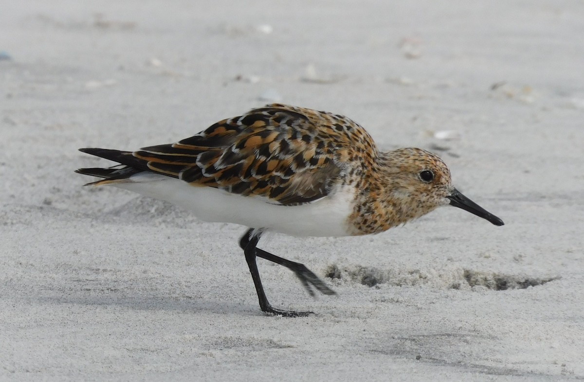 Sanderling - Kathy Rhodes