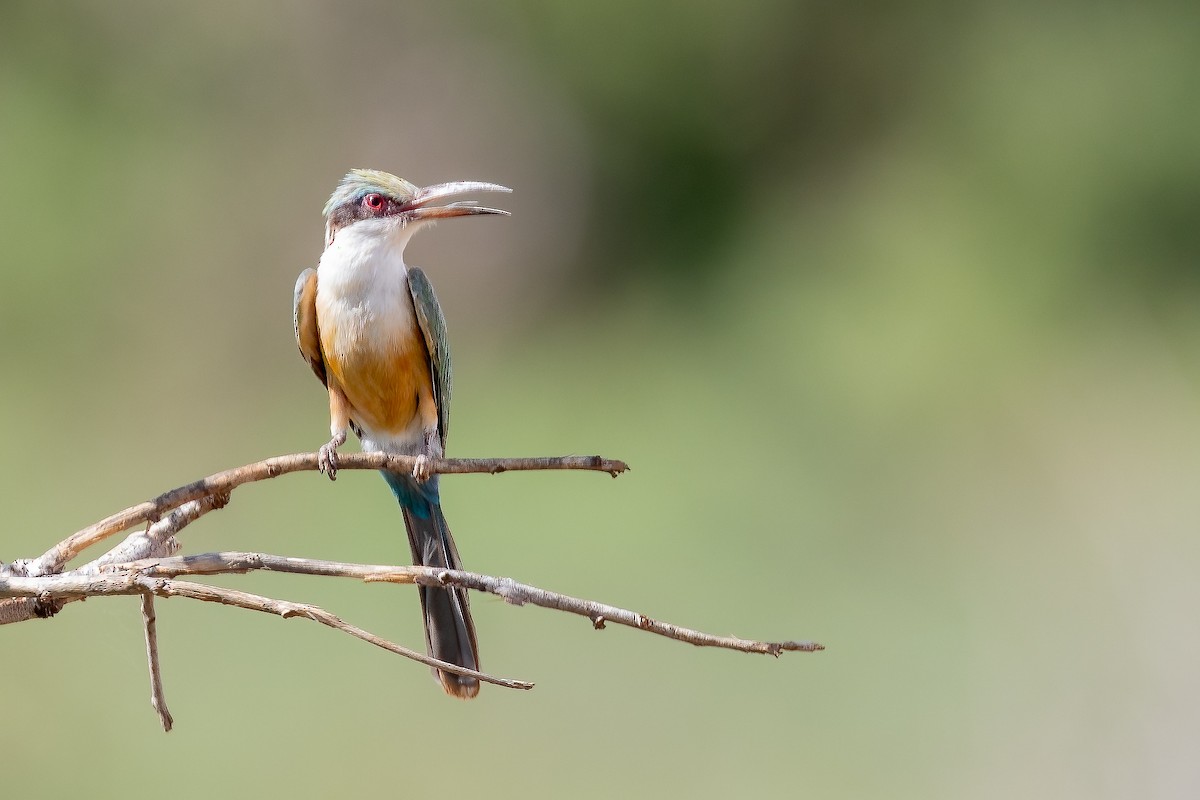 Somali Bee-eater - ML618555384