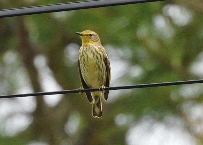 Cape May Warbler - ML618555396