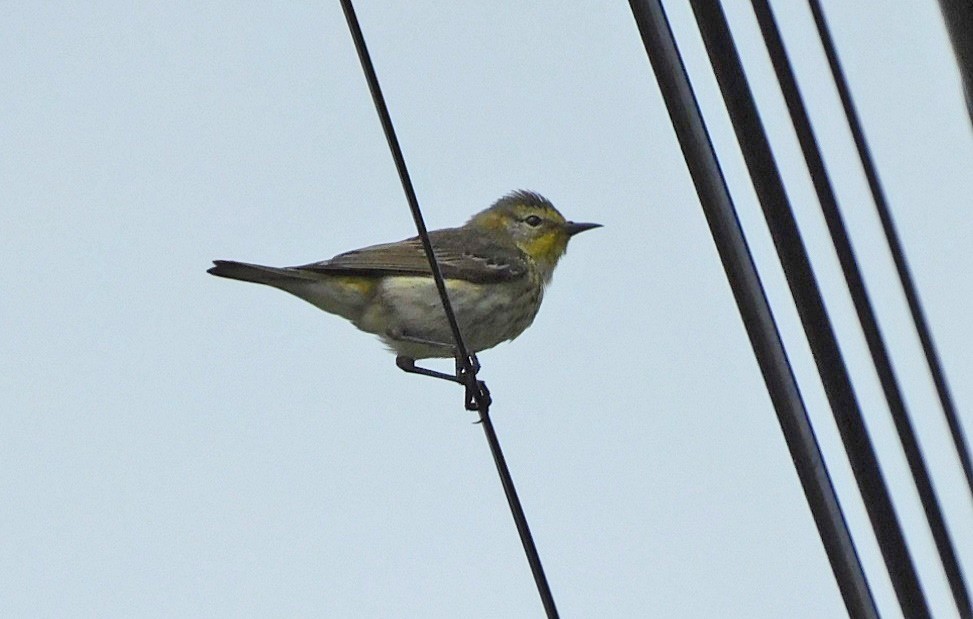 Cape May Warbler - ML618555397