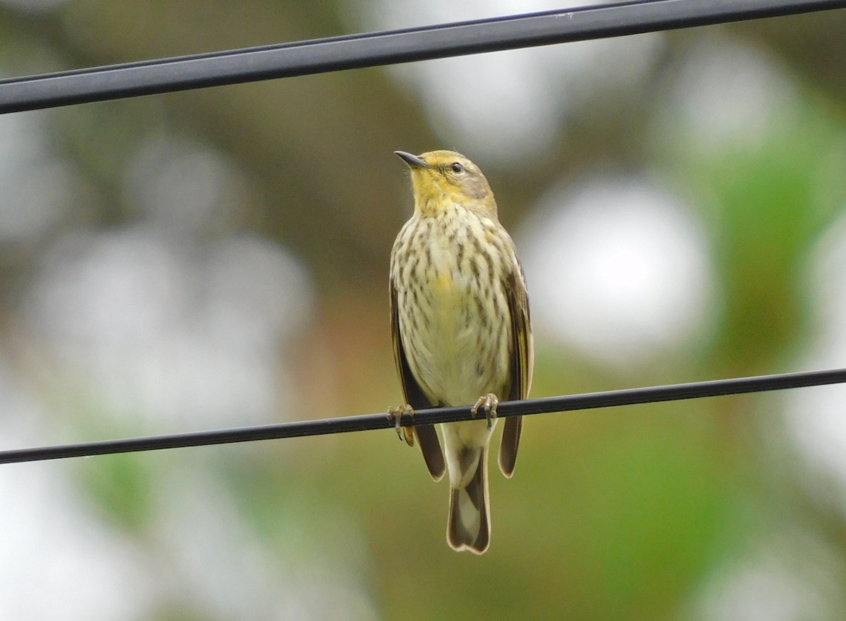 Cape May Warbler - ML618555398