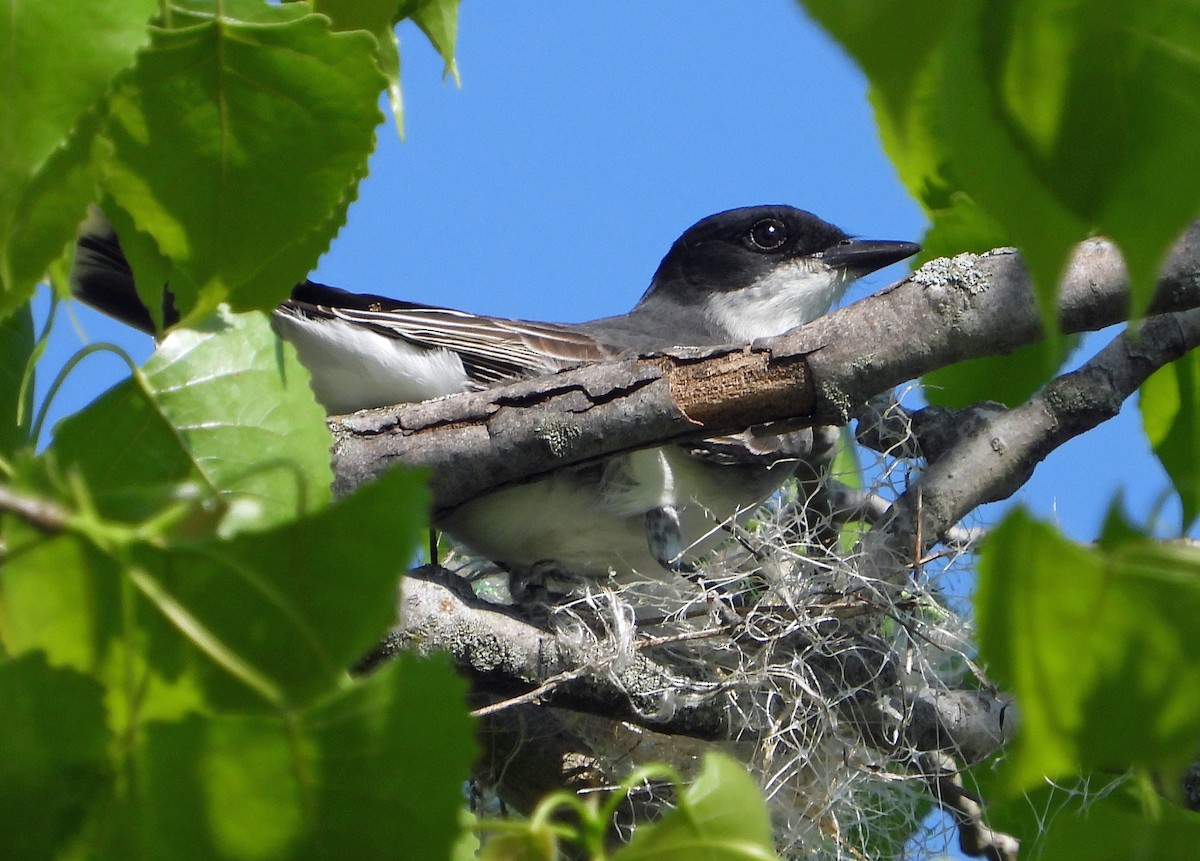 Eastern Kingbird - ML618555425