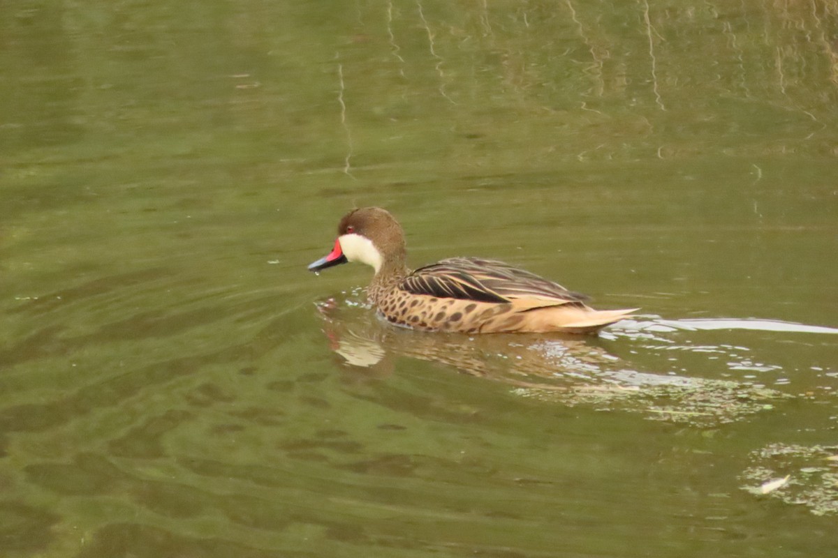 White-cheeked Pintail - Andrés Bustos