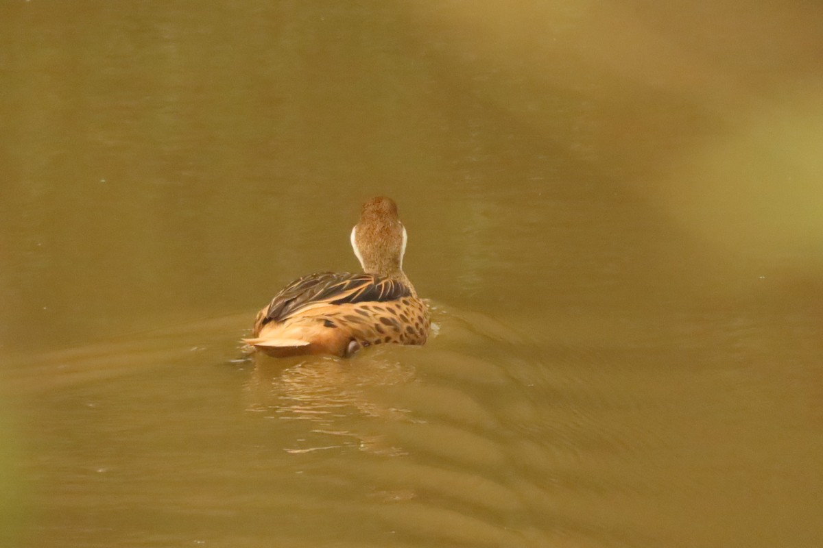 White-cheeked Pintail - Andrés Bustos