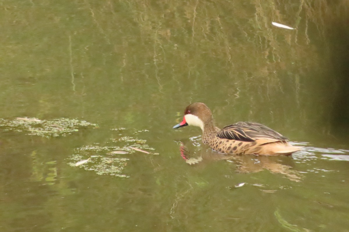 White-cheeked Pintail - ML618555445