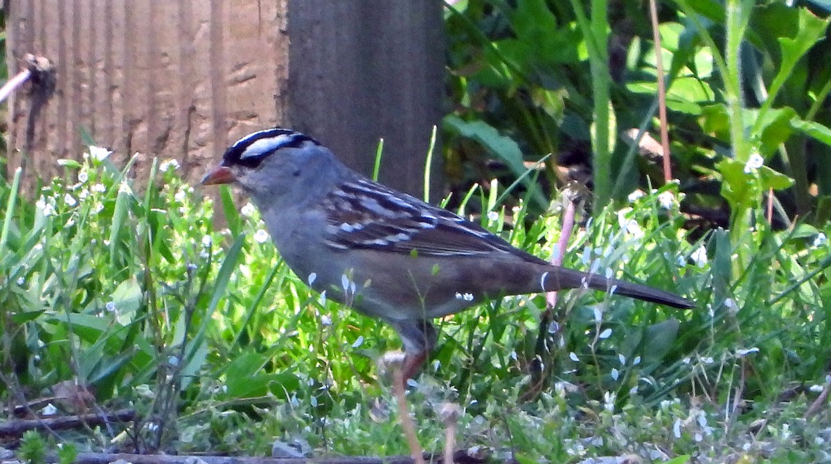 White-crowned Sparrow - ML618555450