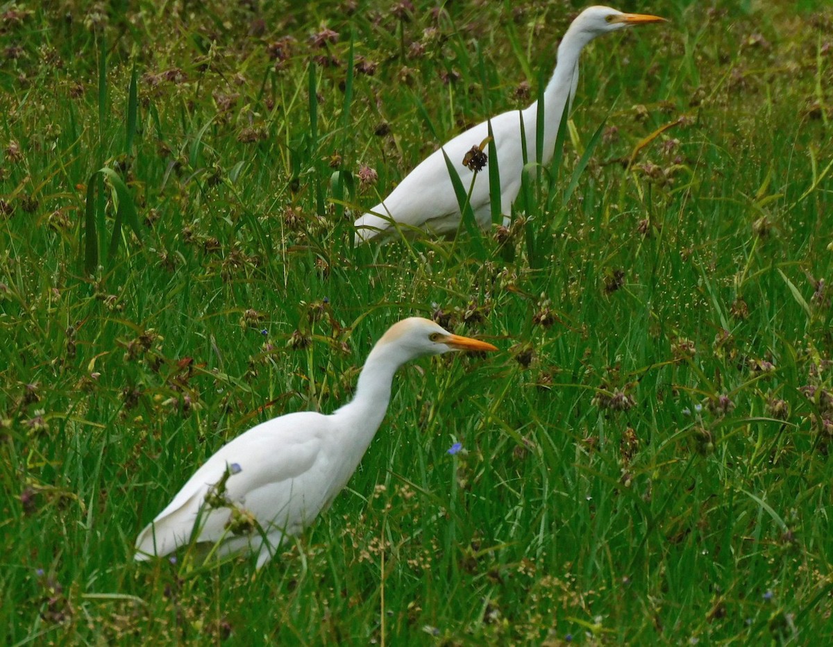 Western Cattle Egret - Kathy Rhodes