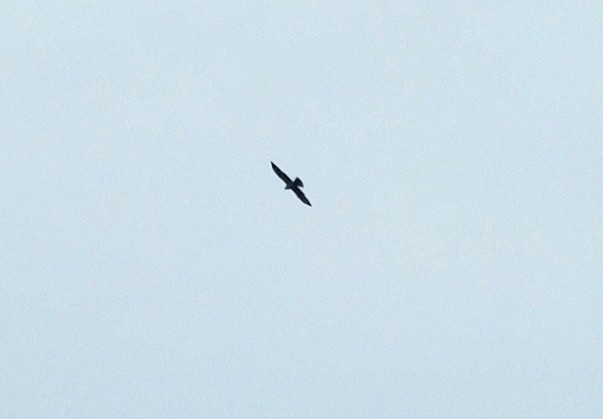 Mississippi Kite - Kathy Rhodes