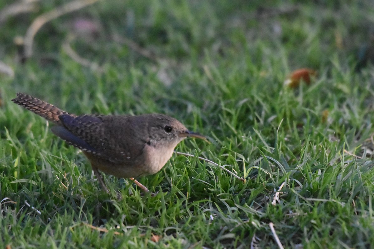 House Wren - John Groves