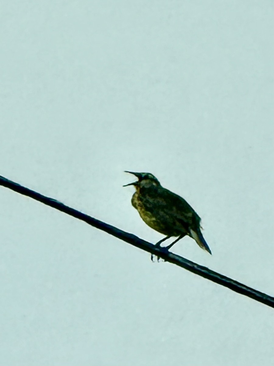 Eastern Meadowlark - ML618555561