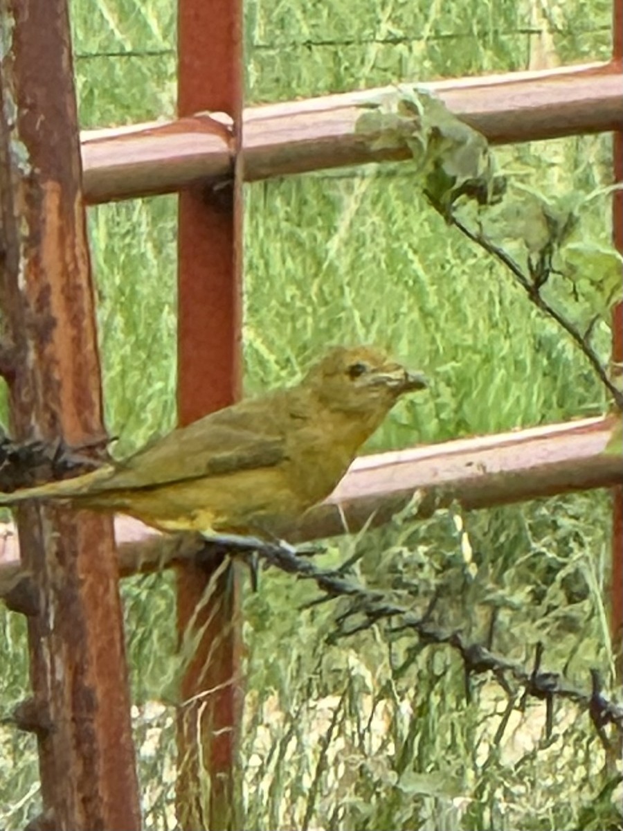 Summer Tanager - ML618555569