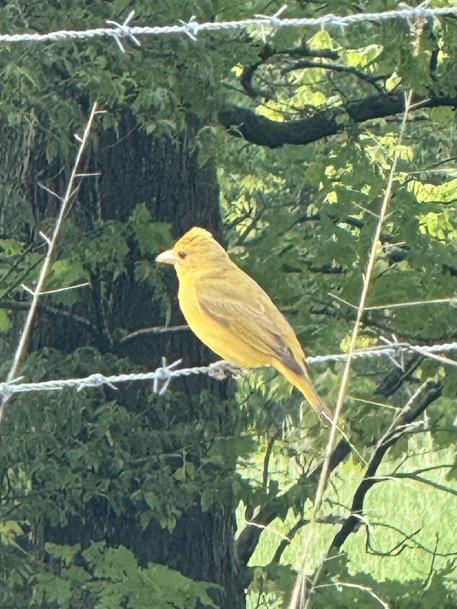 Summer Tanager - ML618555570