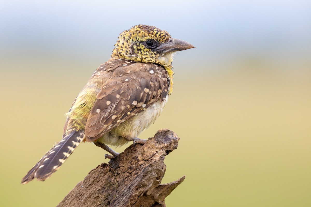 D'Arnaud's Barbet (Usambiro) - ML618555588