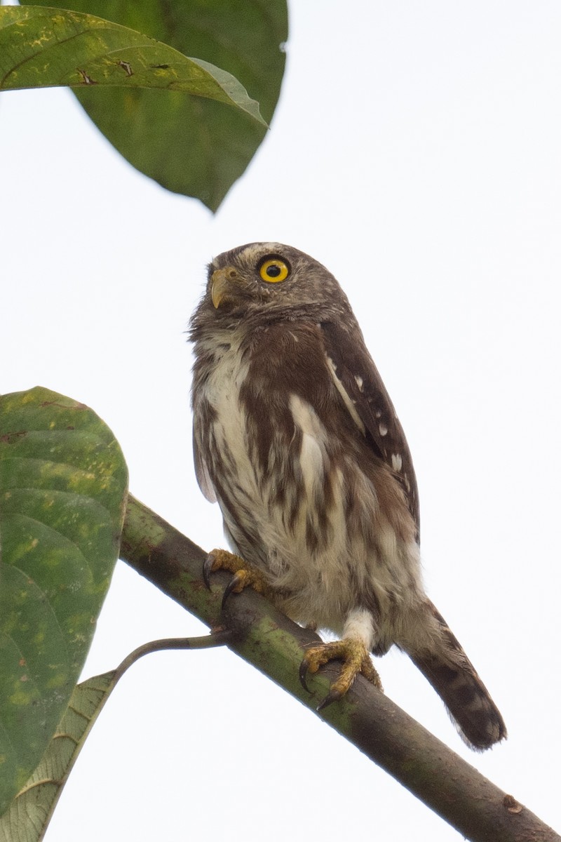 Ferruginous Pygmy-Owl - Ross Bartholomew