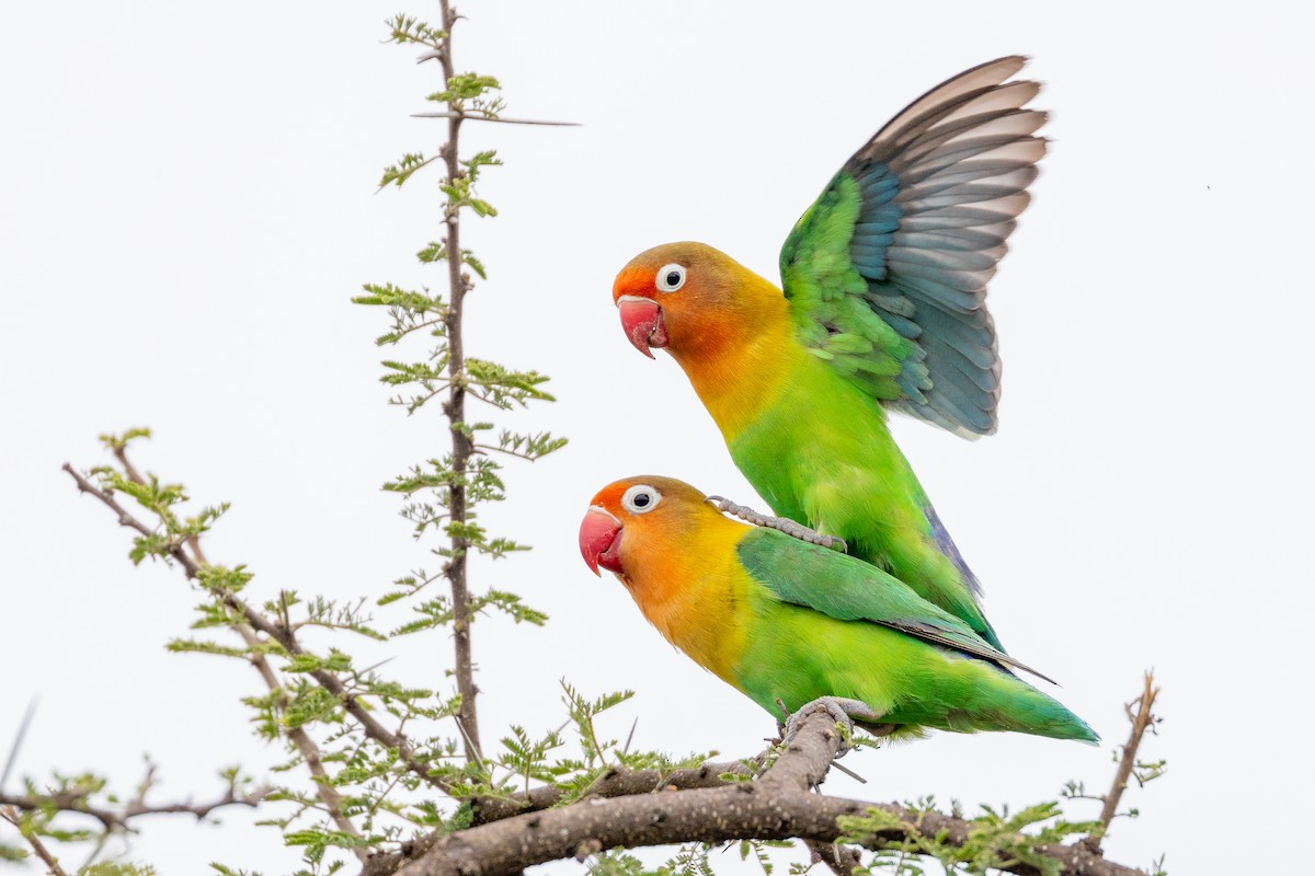 Fischer's Lovebird - Daniel Danckwerts (Rockjumper Birding Tours)