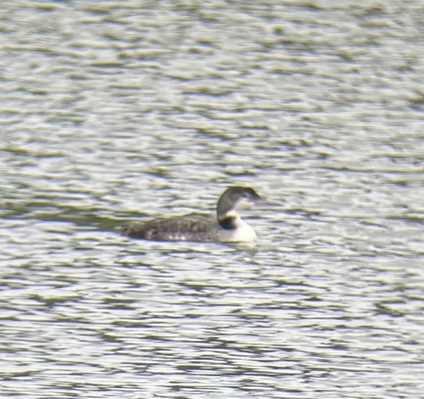 Common Loon - ML618555630
