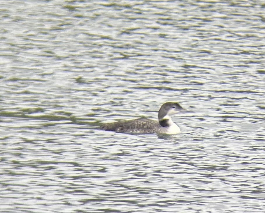 Common Loon - ML618555631