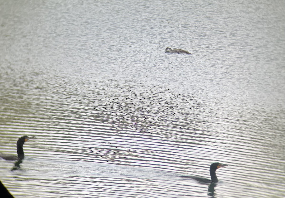 Double-crested Cormorant - ML618555644