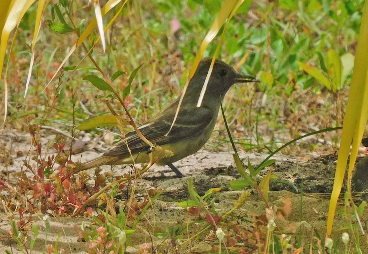 Great Crested Flycatcher - Kathy Rhodes