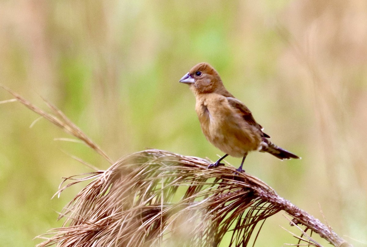 Blue Grosbeak - Nathaniel Burkins