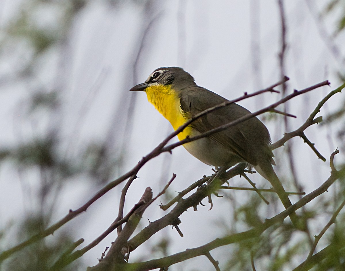 Yellow-breasted Chat - John Gluth