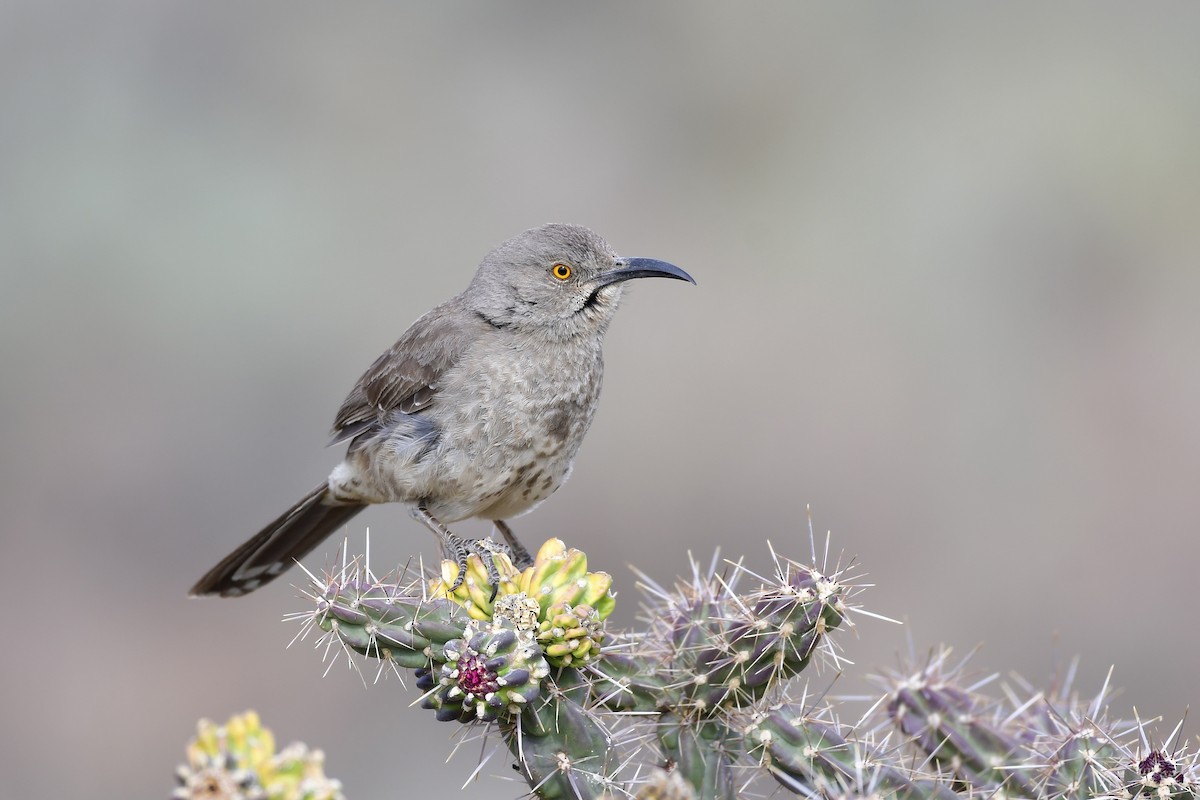 Curve-billed Thrasher - Nate Gowan