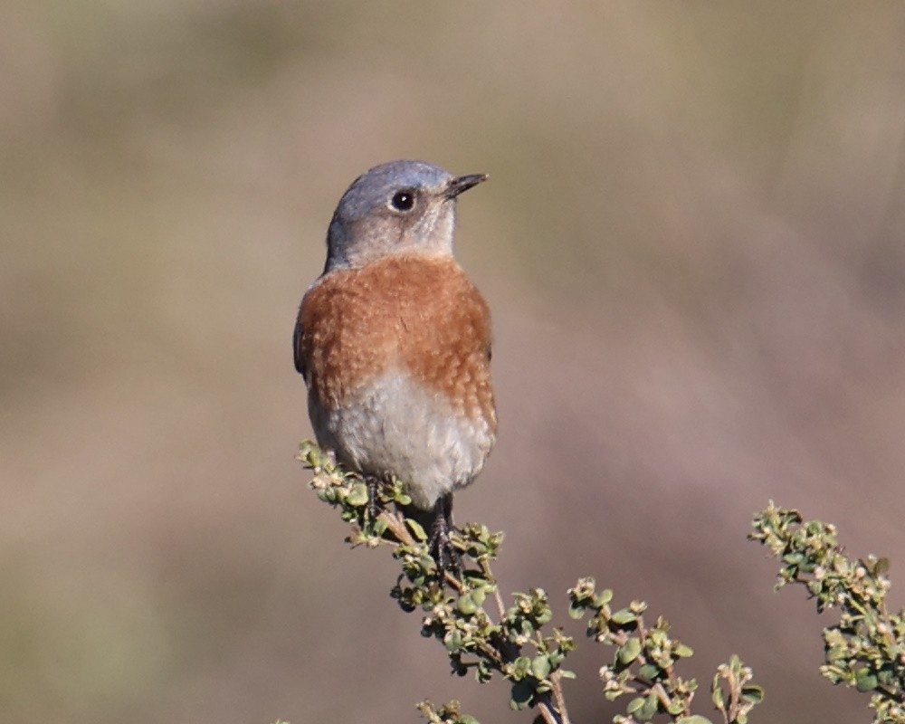 Western Bluebird - Linda Dalton