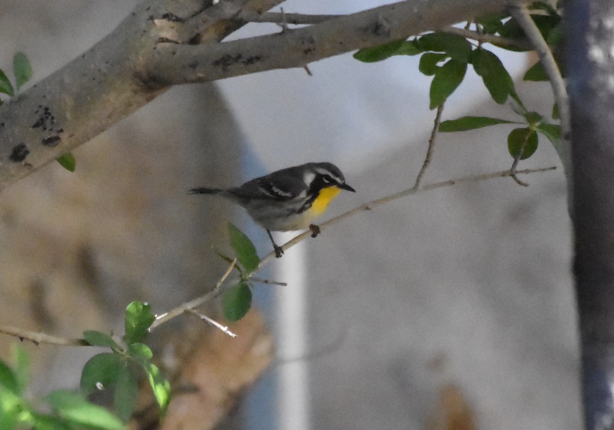 Yellow-throated Warbler - John Groves