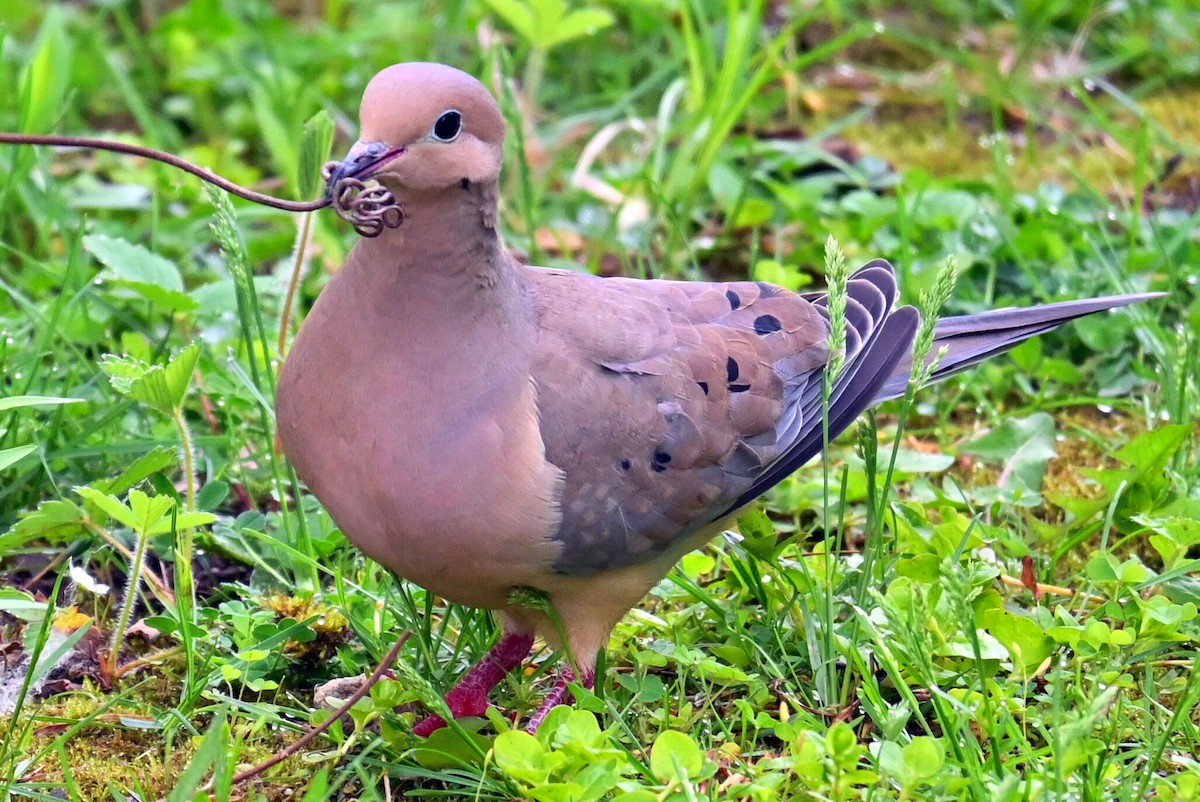 Mourning Dove - Q B Schultze