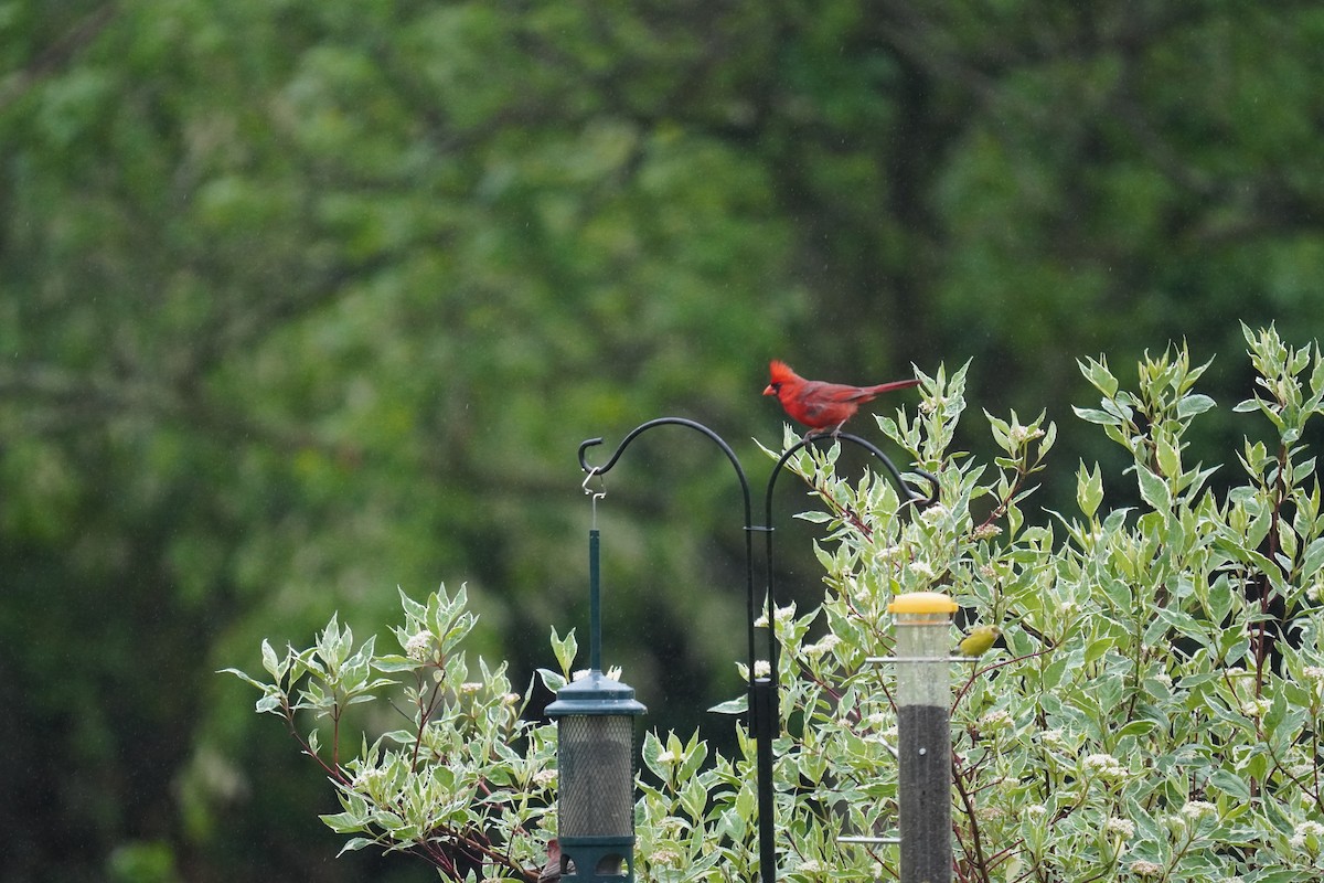 Northern Cardinal - Braydon Leary