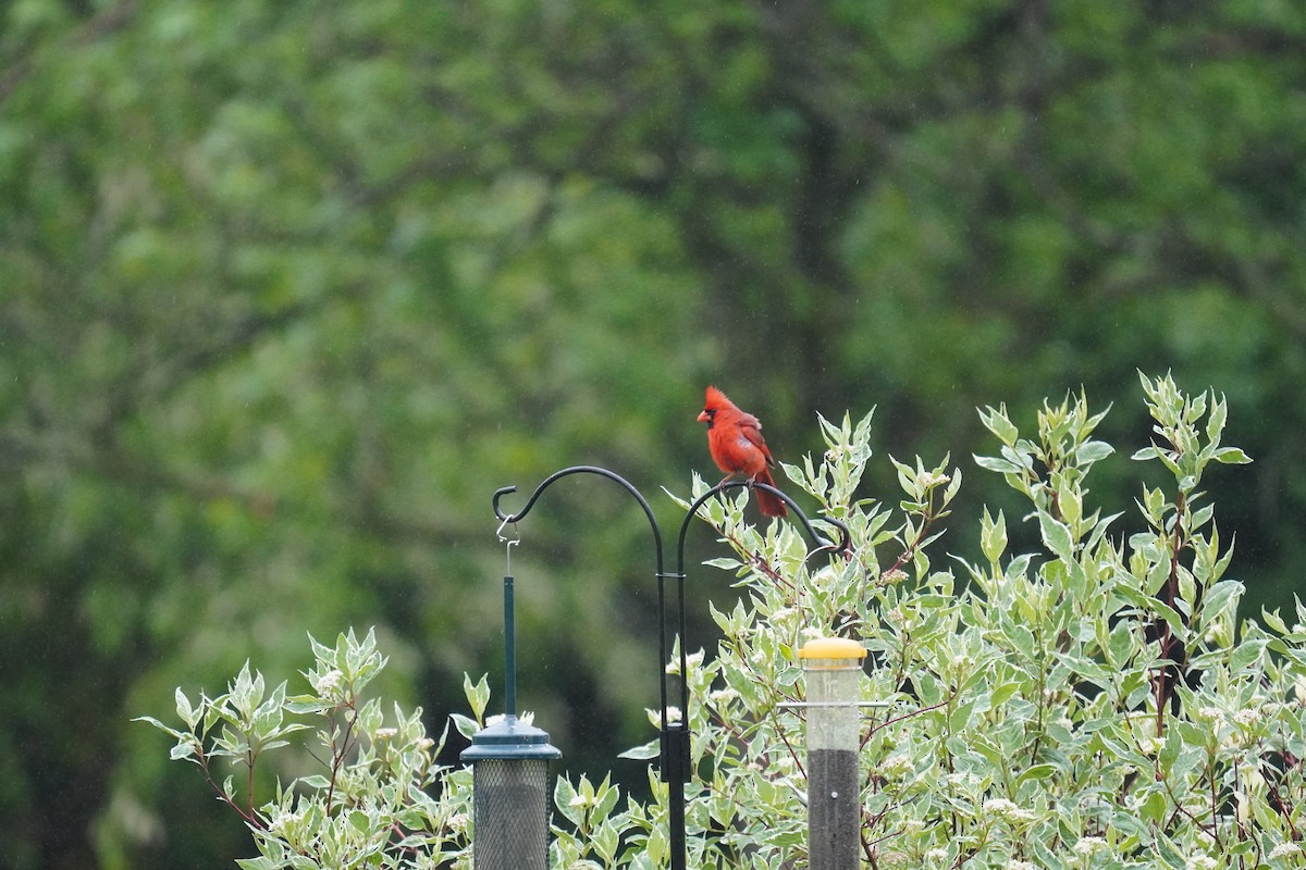 Northern Cardinal - Braydon Leary