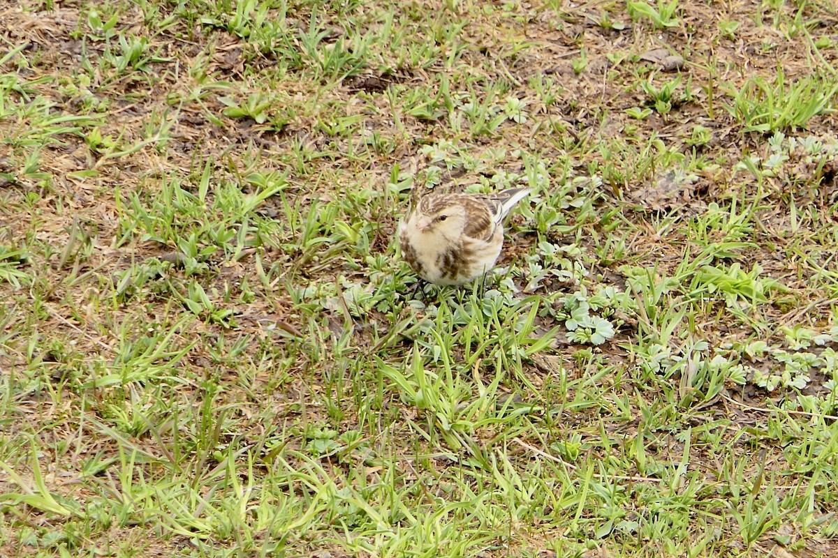 Twite - Hein Prinsen