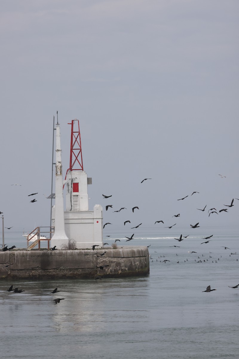 Double-crested Cormorant - ML618555788