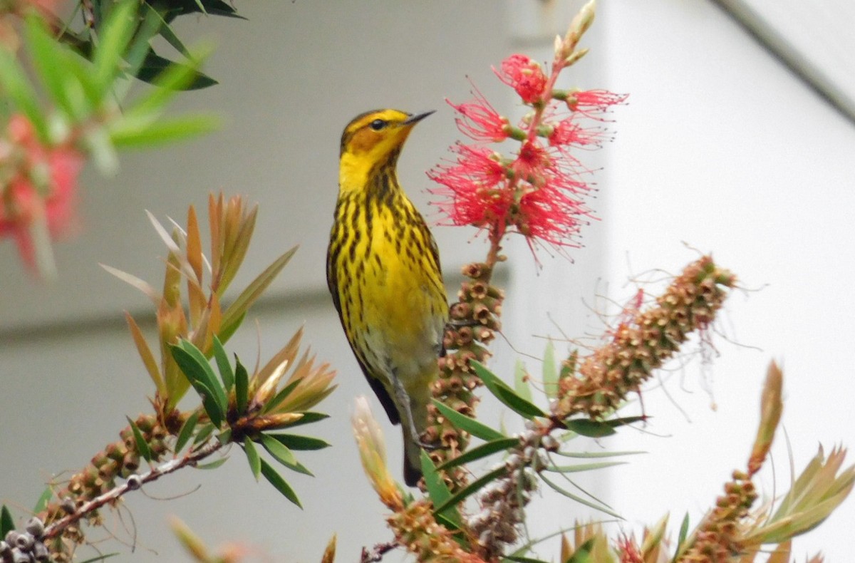 Cape May Warbler - Kathy Rhodes