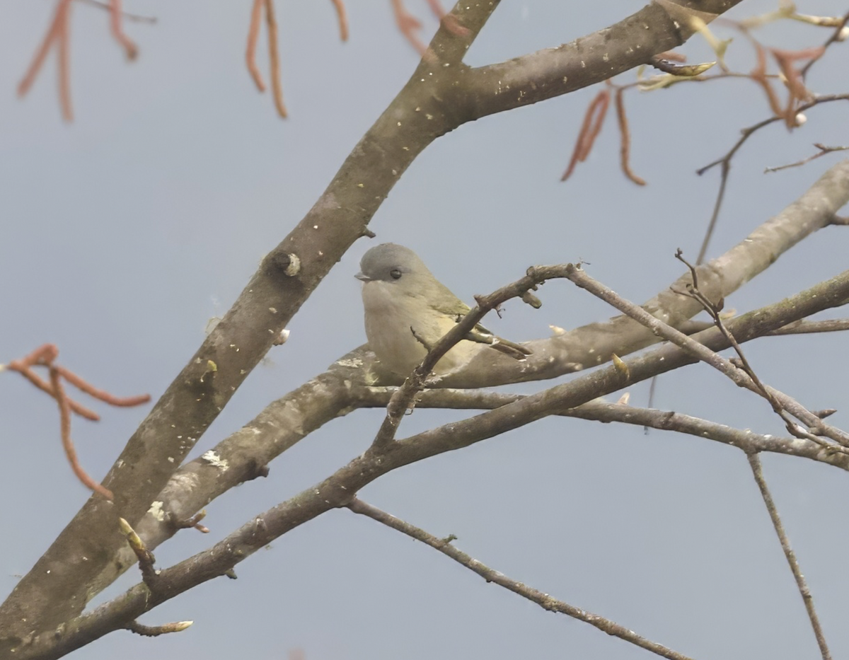 Vireo Alcaudón Verde - ML618555824