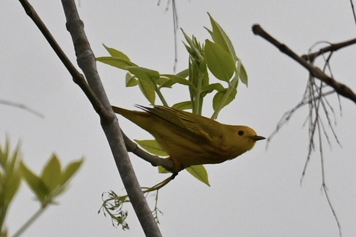 Yellow Warbler - Q B Schultze