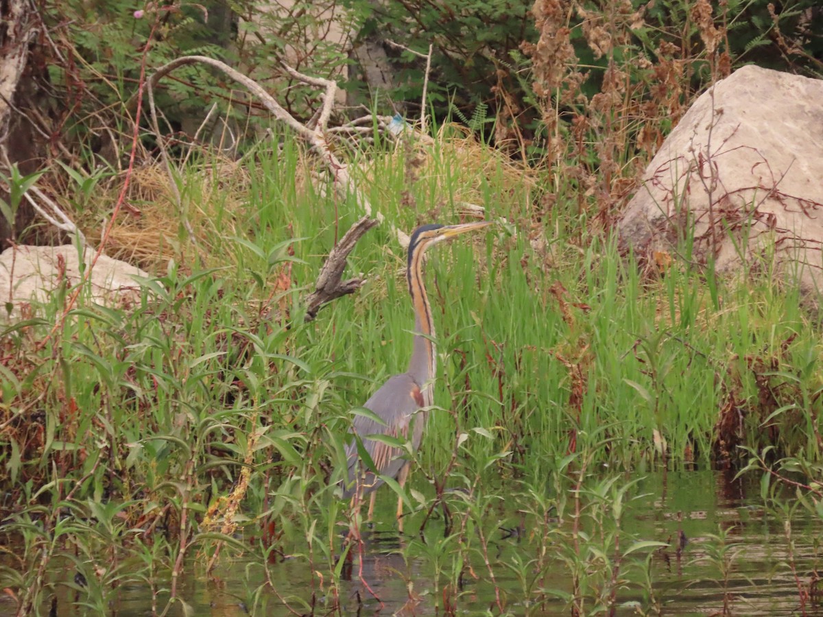 Purple Heron - ML618555835