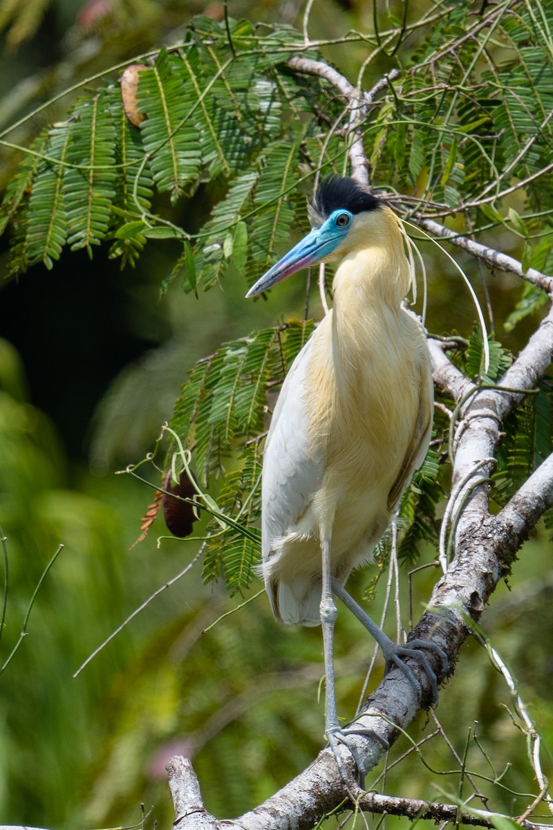 Capped Heron - Ross Bartholomew