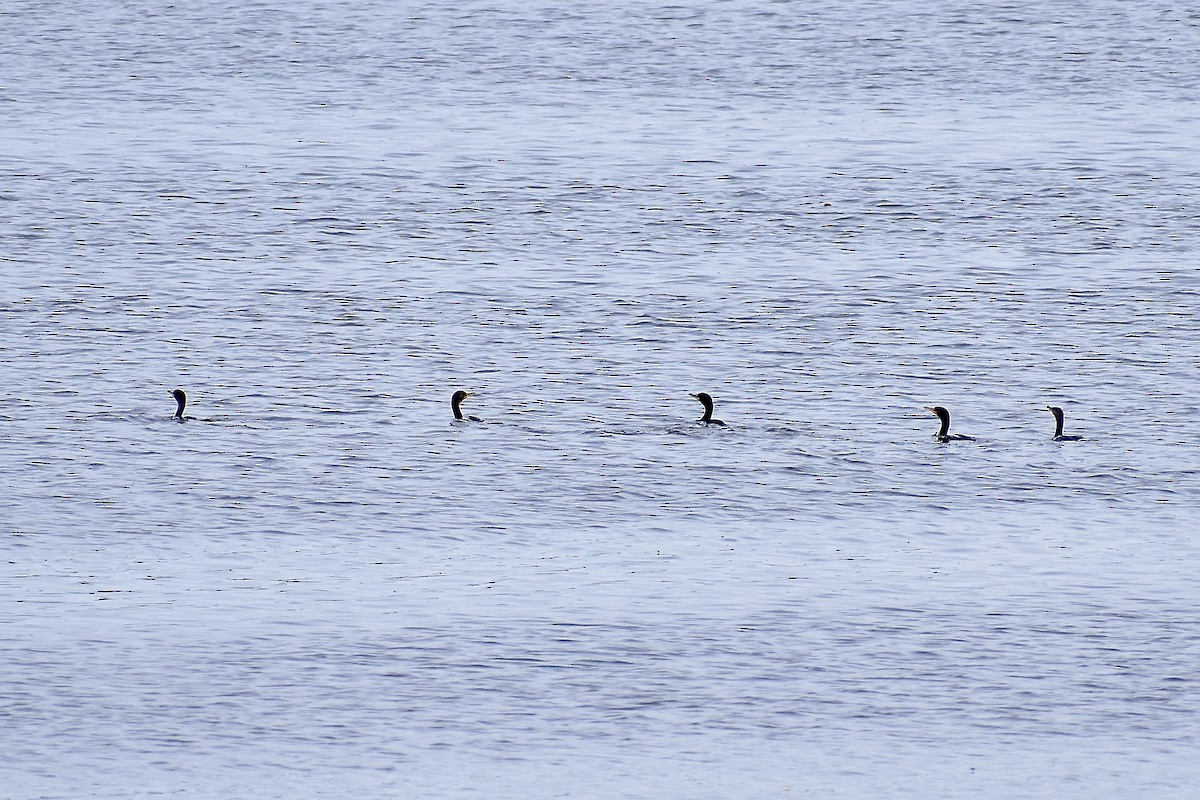 Double-crested Cormorant - Paul Nelson