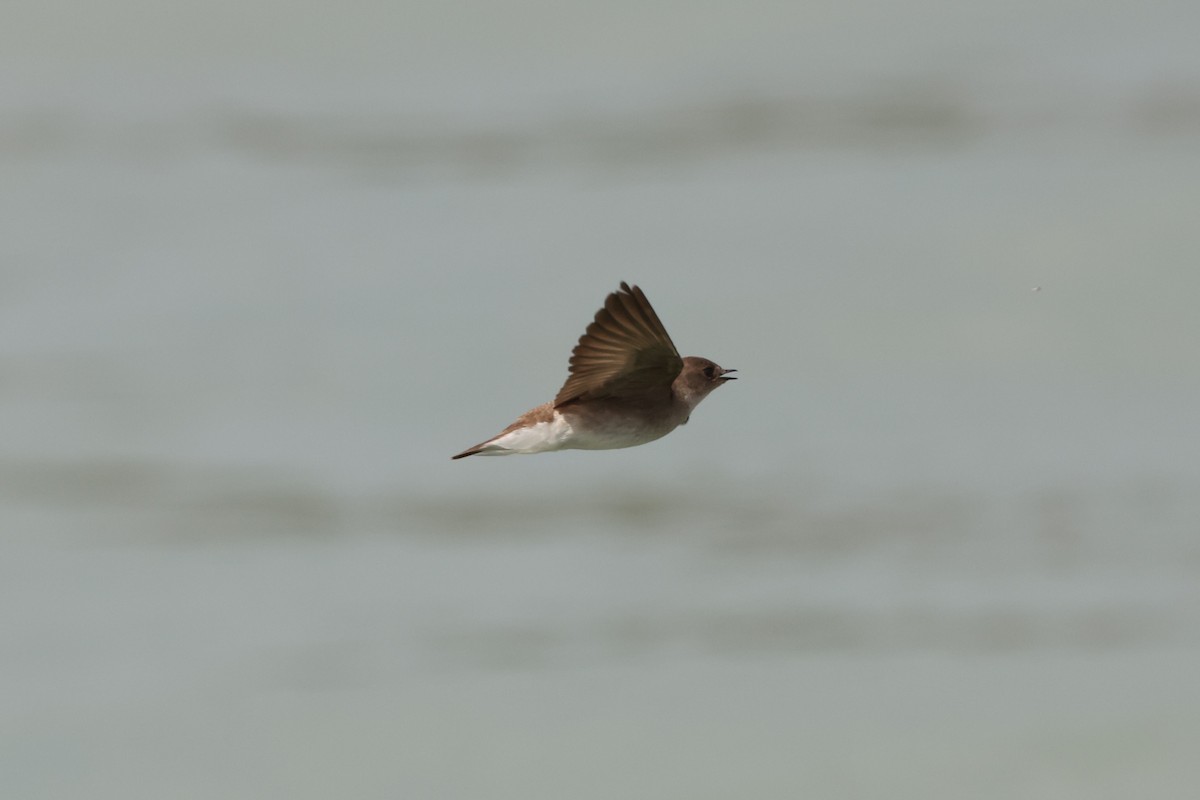 Northern Rough-winged Swallow - Michael Gallo