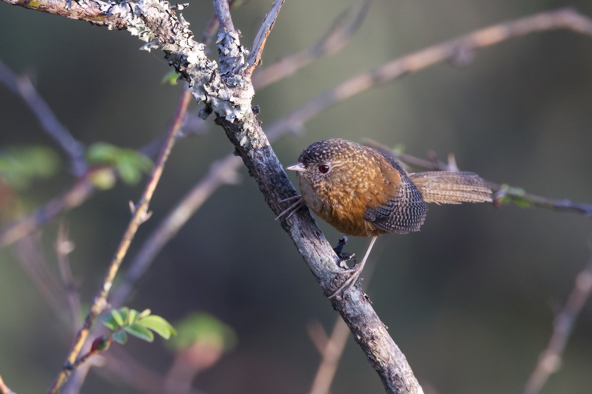 Bar-winged Wren-Babbler - ML618555900