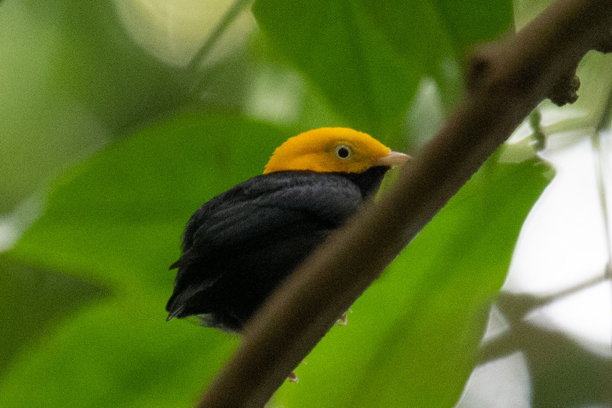 Golden-headed Manakin - Ross Bartholomew